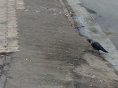 Corvus splendens