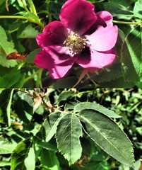 Rosa acicularis acicularis