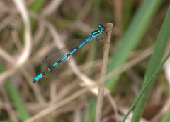 Coenagrion hastulatum