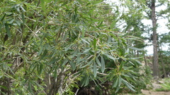 Salix miyabeana