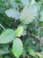 Scandosorbus intermedia