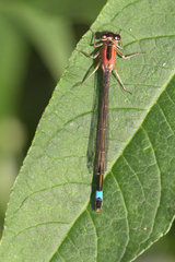 Ischnura elegans