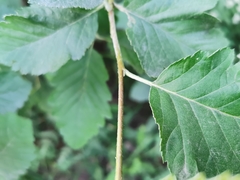 Scandosorbus intermedia