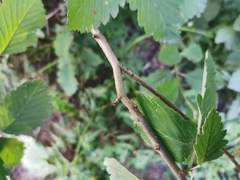 Scandosorbus intermedia