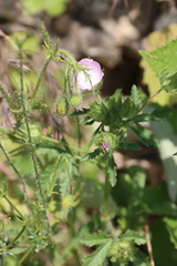 Malva setigera