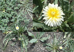 Taraxacum luridum