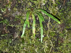 Notogrammitis angustifolia