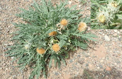 Saussurea ceterachifolia