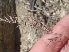 Festuca microstachys ciliata