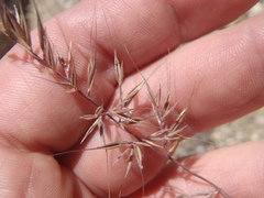 Festuca microstachys ciliata