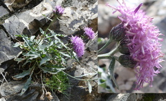 Saussurea lipschitzii