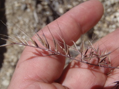 Festuca microstachys ciliata