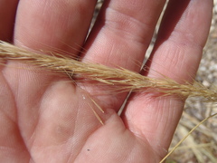 Festuca microstachys ciliata