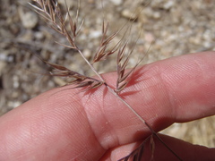 Festuca microstachys ciliata