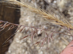 Festuca microstachys ciliata