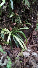 Haplopteris flexuosa