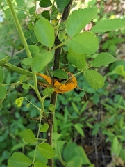 Phragmidium rosae-multiflorae
