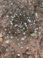 Calycadenia villosa