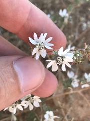 Calycadenia villosa