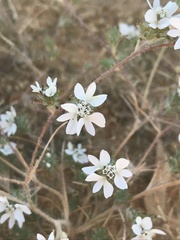 Calycadenia villosa