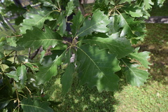 Quercus × deamii