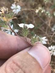 Calycadenia villosa