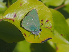 Callophrys chalybeitincta