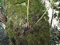 Notogrammitis angustifolia