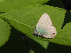 Callophrys chalybeitincta
