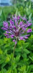 Allium aflatunense