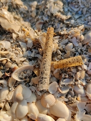 Pectinariidae