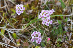 Cardamine purpurea