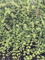 Clinopodium douglasii