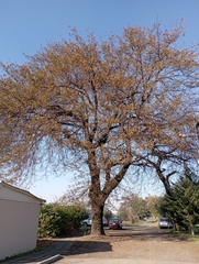 Quercus robur