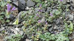 Scutellaria grandiflora