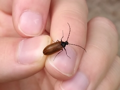 Pseudocistela ceramboides