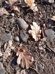 Quercus robur