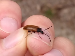 Pseudocistela ceramboides