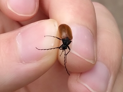 Pseudocistela ceramboides