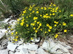 Potentilla sphenophylla