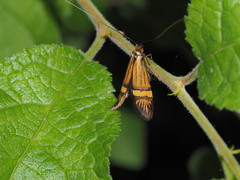 Nemophora degeerella