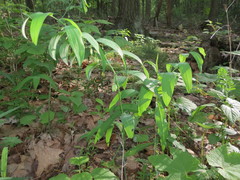 Polygonatum biflorum