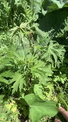 Leonurus quinquelobatus