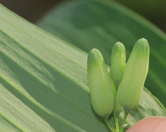 Polygonatum biflorum