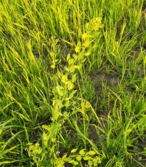 Thlaspi arvense