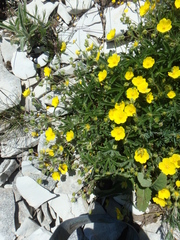 Potentilla sphenophylla