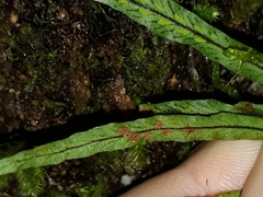 Notogrammitis angustifolia