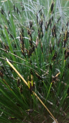 Schoenus ferrugineus
