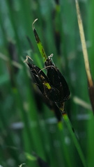 Schoenus ferrugineus