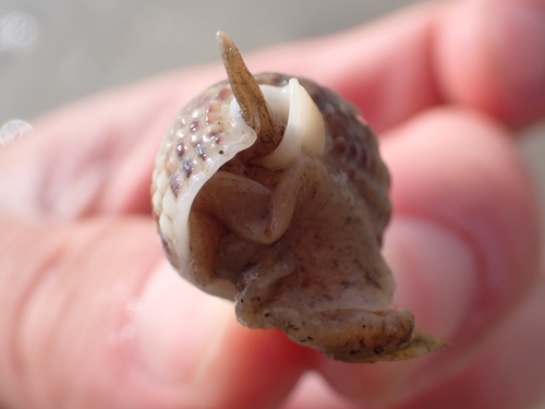 Netted Dogwhelk